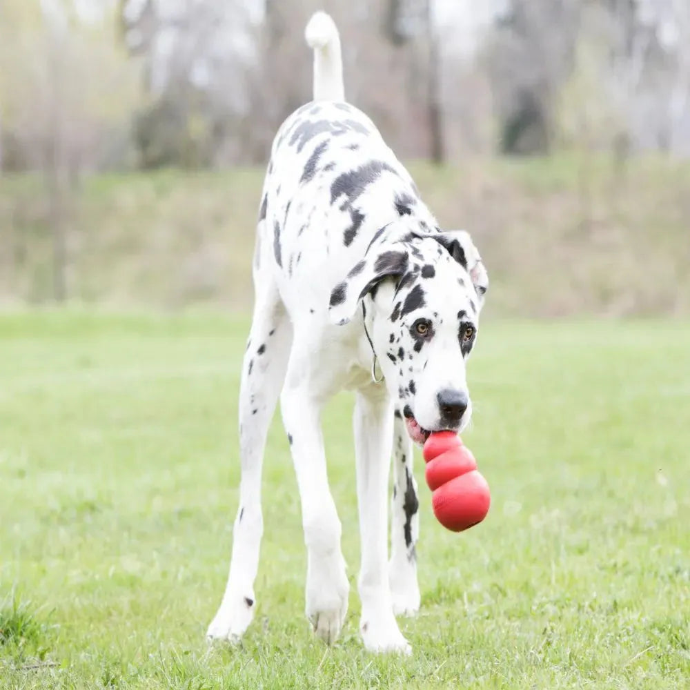 KONG Classic | Para Cachorro