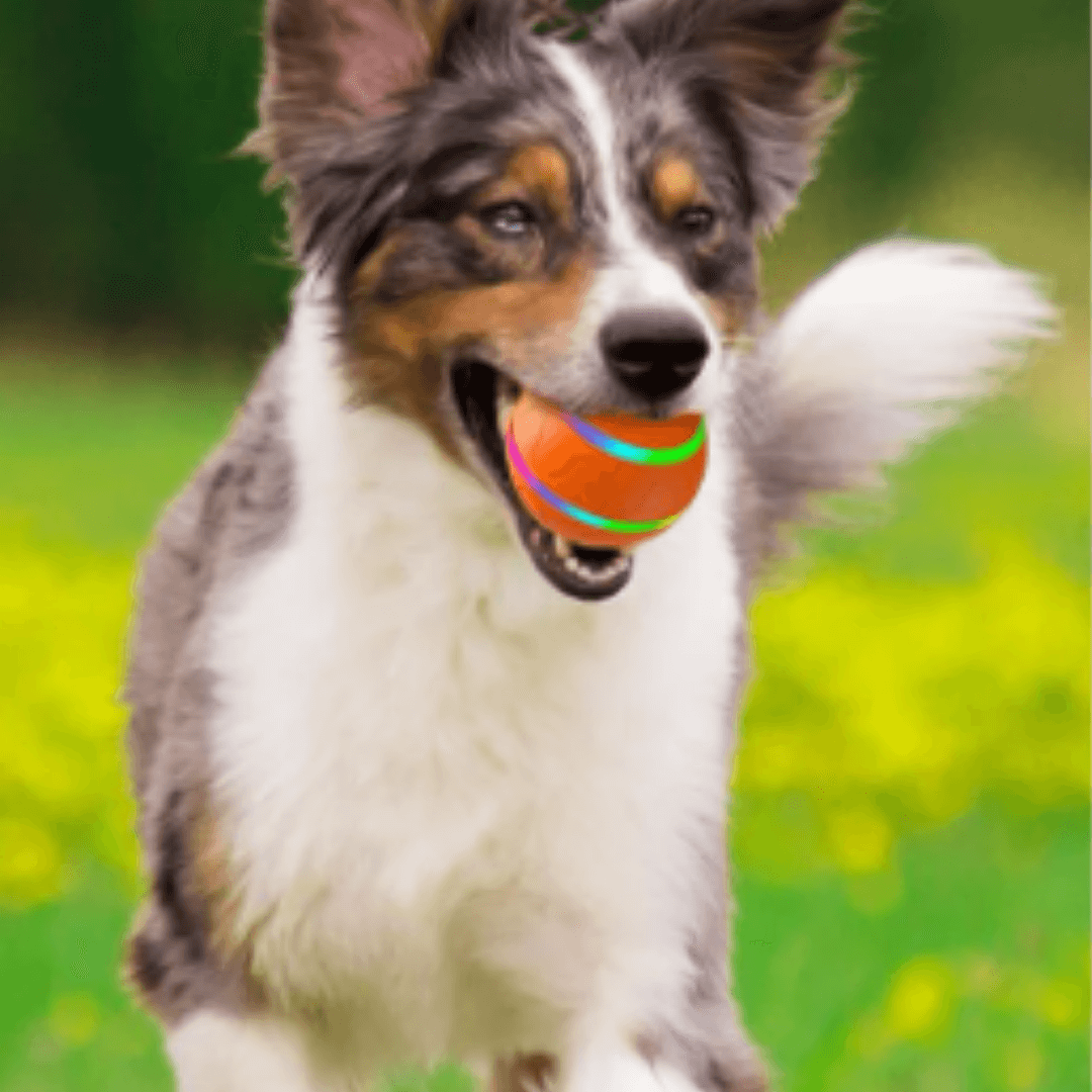 Brinquedo Para Cachorro | Bolinha Para Cachorro