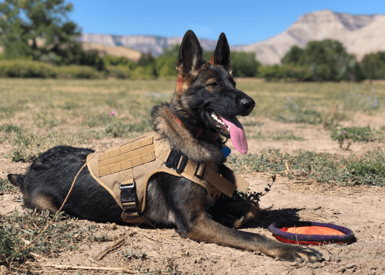 Coleira Para Adestramento de Cães | Completa