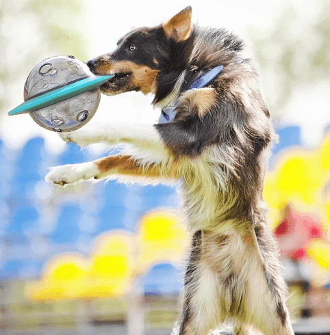 Brinquedo Interativo Para Cachorro - Comedouro Lento